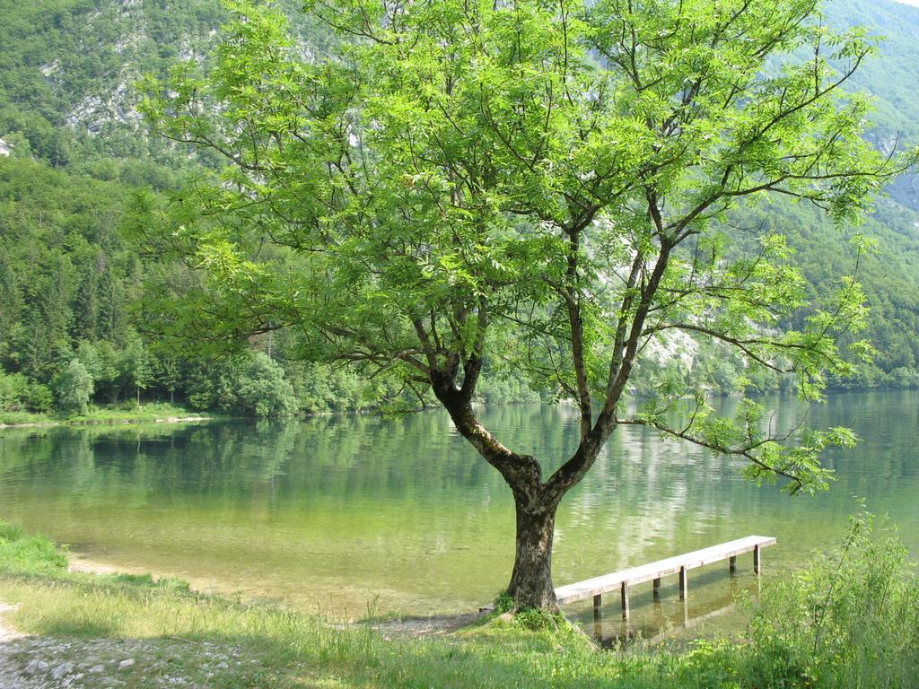 Apartma Jeglic Bohinj Ruang foto